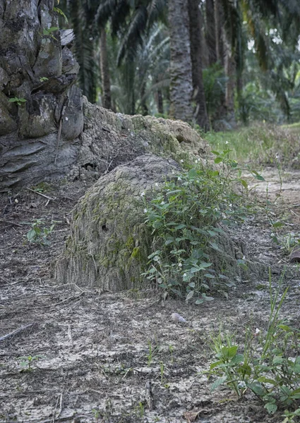 Escena Termita Montículo Colina Naturaleza — Foto de Stock