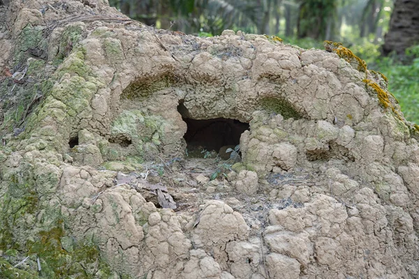 Vahşi doğadaki termit tepesi manzarası..