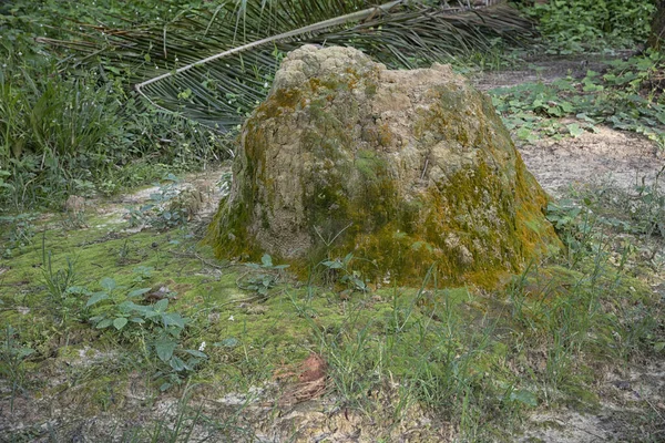 Jelenet Termeszdomb Dombon Vadonban — Stock Fotó