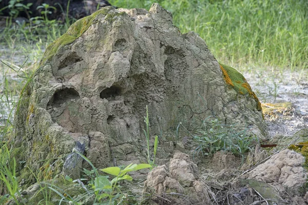 Scène Termitière Colline Dans Nature — Photo