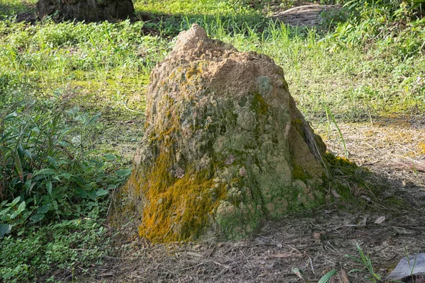 Scena Termitowego Wzgórza Dziczy — Zdjęcie stockowe