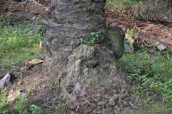 Scène Termitière Colline Dans Nature — Photo