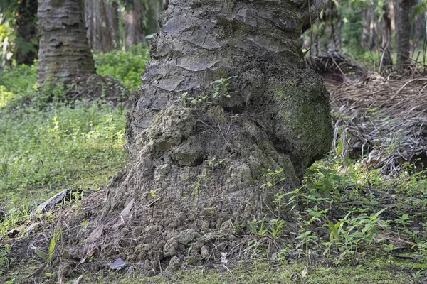 Scène Termitière Colline Dans Nature — Photo