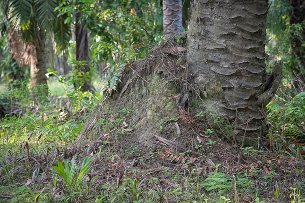 Scena Del Tumulo Collina Termite Dentro Selvaggio — Foto Stock