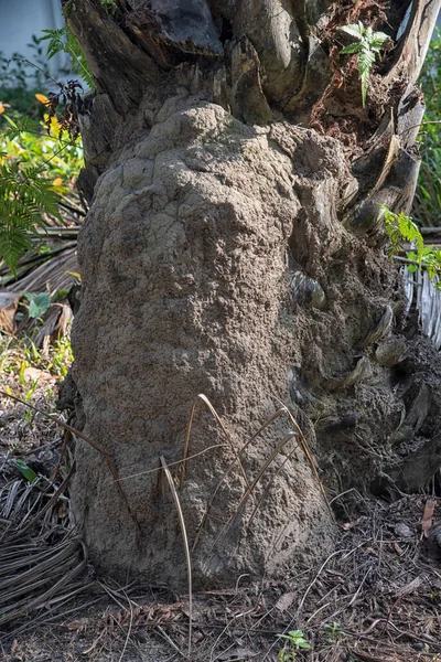 Σκηνή Του Termite Ανάχωμα Λόφο Στην Άγρια Φύση — Φωτογραφία Αρχείου