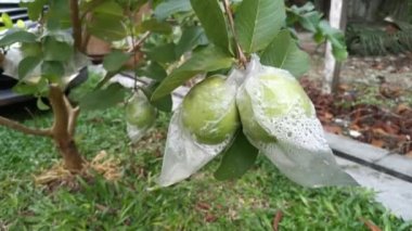 Saplarında asılı olan psidyum guajava meyvelerinin görüntüleri..