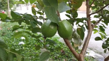 Saplarında asılı olan psidyum guajava meyvelerinin görüntüleri..