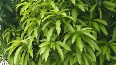 Güzel yapraklı yaprak gövdeleri ve dallarının görüntüleri.