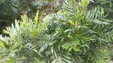 Güzel yapraklı yaprak gövdeleri ve dallarının görüntüleri.