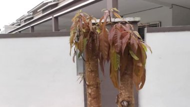 Bagajdan filizlenen güzel filizlerin görüntüleri..