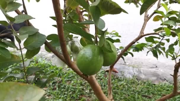 Images Des Fruits Psidium Guajava Suspendus Sur Les Tiges — Video