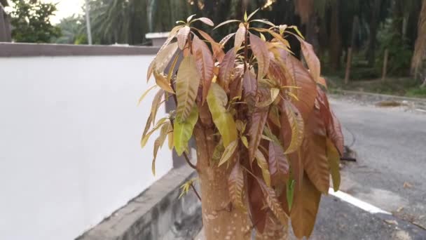 Imágenes Los Hermosos Brotes Brotando Del Tronco — Vídeos de Stock