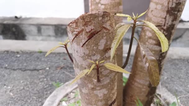 Imagens Dos Belos Brotos Brotando Tronco — Vídeo de Stock