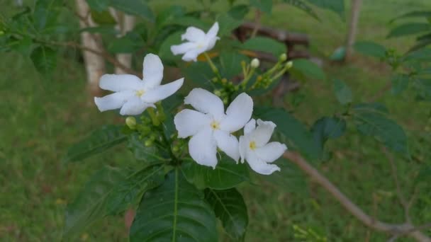 Aufnahmen Der Weißen Tabernaemontana Divaricata Blume — Stockvideo