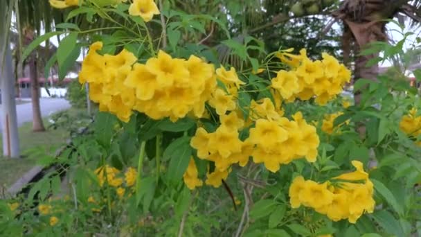 Imágenes Hermosa Flor Tecoma Stans Amarillo — Vídeos de Stock