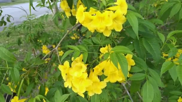 Imagens Bela Flor Stans Tecoma Amarelo — Vídeo de Stock