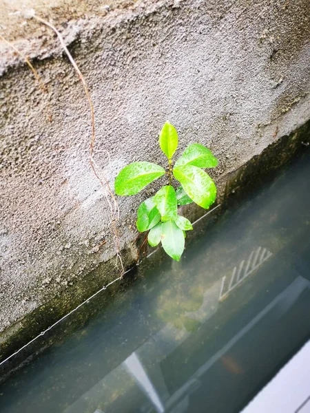 Fluxos Drenagem Estagnados Pela Planta Crescimento Excessivo Ervas Daninhas — Fotografia de Stock