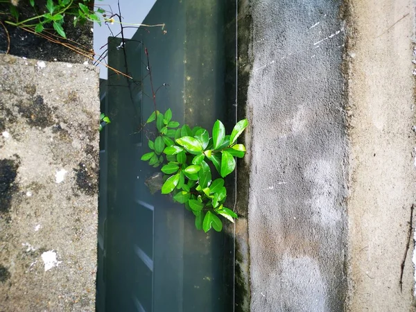 Fluxos Drenagem Estagnados Pela Planta Crescimento Excessivo Ervas Daninhas — Fotografia de Stock