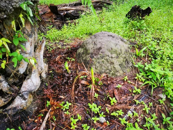 Das Termiten Hügel Nest Freier Wildbahn — Stockfoto