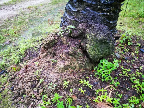 Termitowe Gniazdo Wzgórza Górskiego Występujące Środowisku Naturalnym — Zdjęcie stockowe