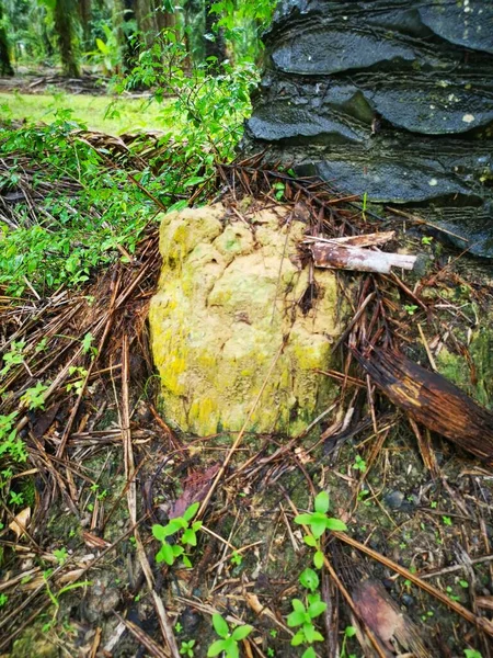 Nid Termite Butte Trouvé Dans Nature — Photo