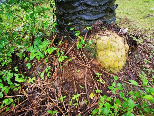 Гнездо Термитов Найденное Дикой Природе — стоковое фото
