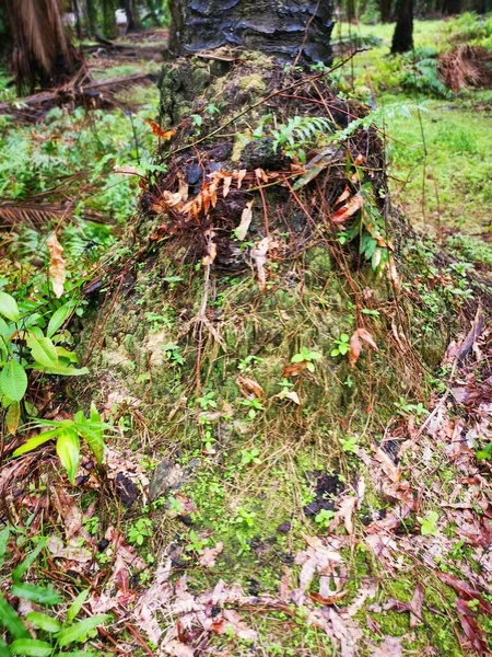 Das Termiten Hügel Nest Freier Wildbahn — Stockfoto