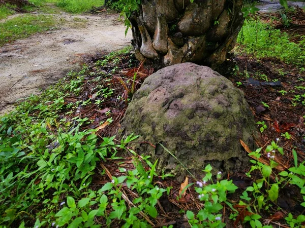 Ninho Monte Monte Térmita Encontrado Selvagem — Fotografia de Stock