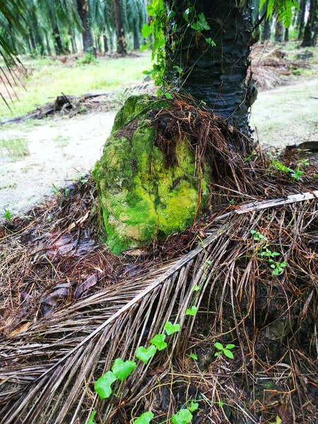 Nid Termite Butte Trouvé Dans Nature — Photo