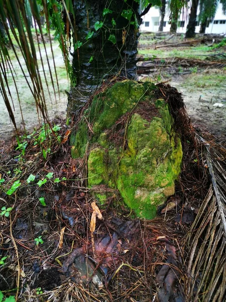 Nid Termite Butte Trouvé Dans Nature — Photo