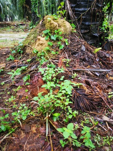 Termitowe Gniazdo Wzgórza Górskiego Występujące Środowisku Naturalnym — Zdjęcie stockowe