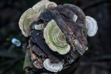 kahverengi fan şekilli çoklu gözenek mantarı