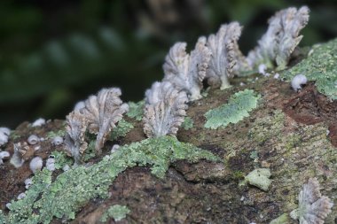 Yaygın beyaz solungaç mantarı
