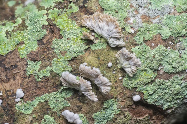 Common White Split Gill Fungus — Stock Photo, Image