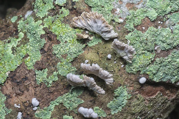 Common White Split Gill Fungus — Stock Photo, Image