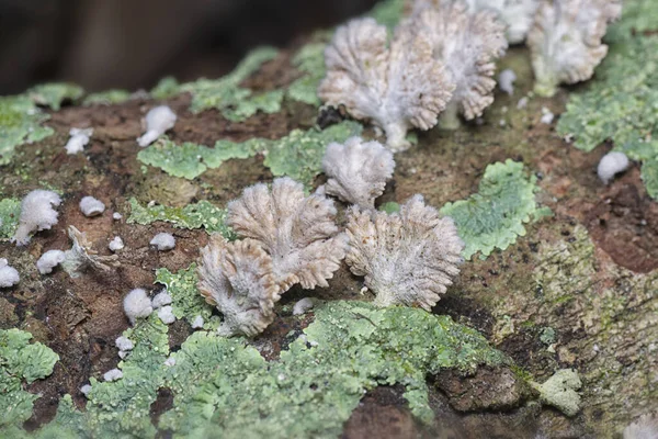 共通の白分割ギル真菌 — ストック写真