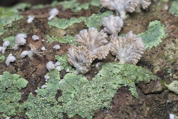 Common White Split Gill Fungus — Stock Photo, Image
