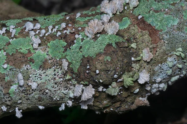 Hongo Común Branquias Blancas — Foto de Stock