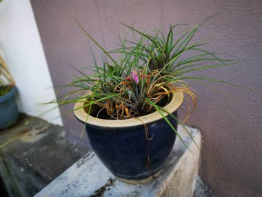 Bir kap yaprak yapraklı tilansia siyanea ıhlamur bitkisi.