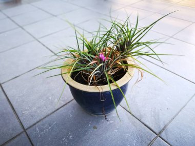 Bir kap yaprak yapraklı tilansia siyanea ıhlamur bitkisi.