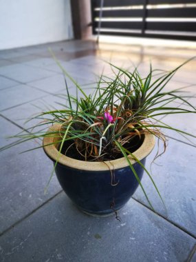 Bir kap yaprak yapraklı tilansia siyanea ıhlamur bitkisi.