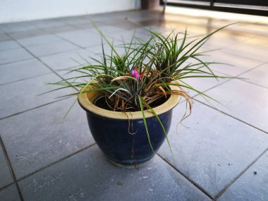 Bir kap yaprak yapraklı tilansia siyanea ıhlamur bitkisi.