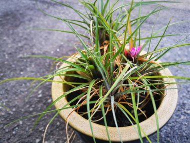 Bir kap yaprak yapraklı tilansia siyanea ıhlamur bitkisi.