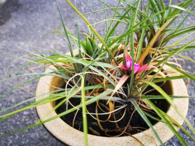 Bir kap yaprak yapraklı tilansia siyanea ıhlamur bitkisi.