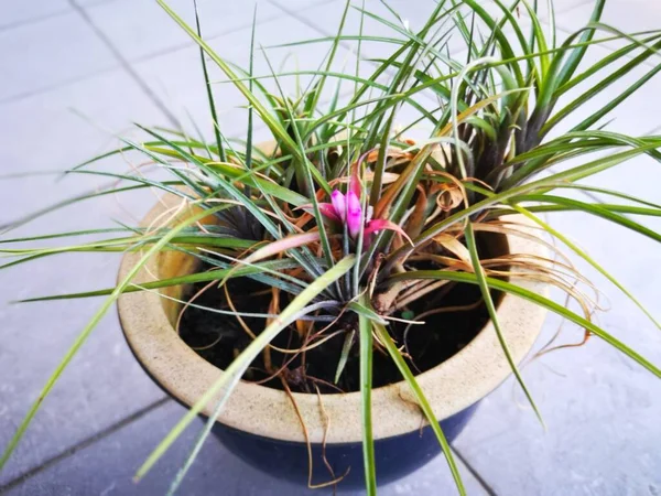 Una Maceta Planta Tilo Tillandsia Cyanea Frondosa —  Fotos de Stock