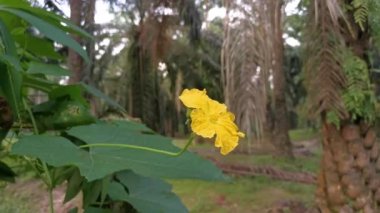 Büyüyen luffa sünger kabağı bitkisinin görüntüleri 