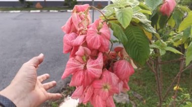Pembe mussaenda eritrofilla bitkisinin görüntüleri.