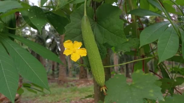 Bilder Den Växande Gourdplantan Luffa Svamp — Stockvideo