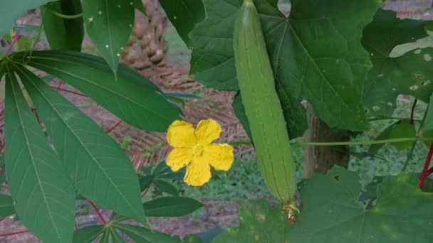 生长中的海绵状葫芦植物的片段 — 图库视频影像