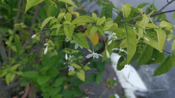 Imágenes Las Pequeñas Flores Blancas Jasminum Officinale — Vídeo de stock